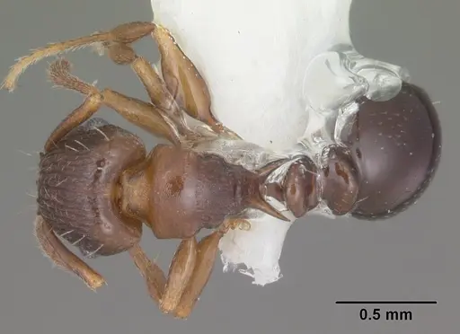 Tetramorium humbloti - CASENT0102391
