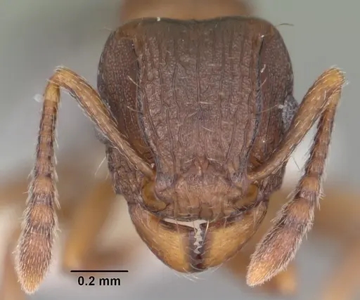 Tetramorium humbloti - CASENT0102391