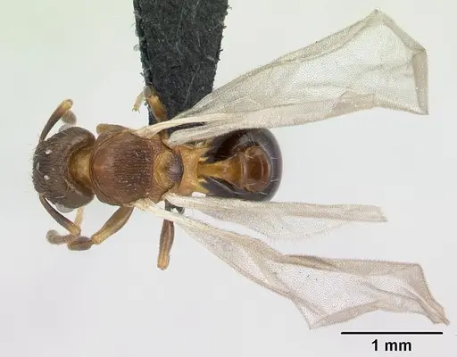 Tetramorium humbloti - CASENT0132784