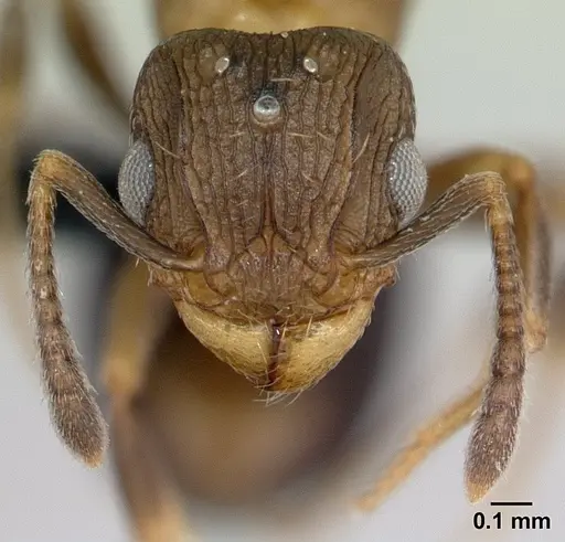 Tetramorium humbloti - CASENT0132784