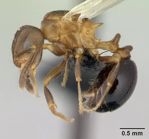 Tetramorium humbloti - CASENT0132784