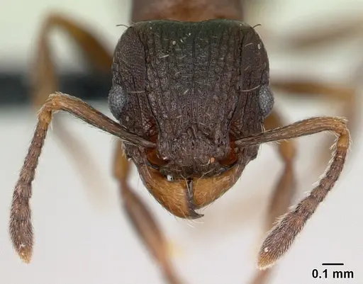Tetramorium humbloti - CASENT0134851