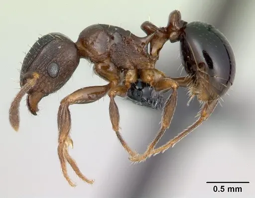 Tetramorium humbloti - CASENT0134851