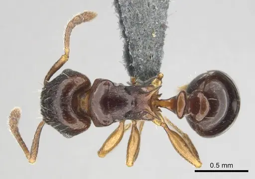 Tetramorium humbloti - CASENT0250260