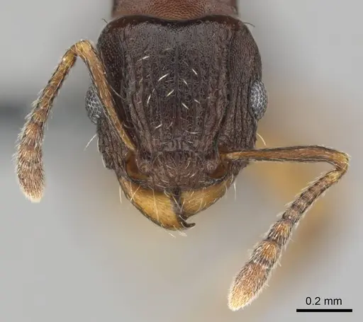 Tetramorium humbloti - CASENT0250260