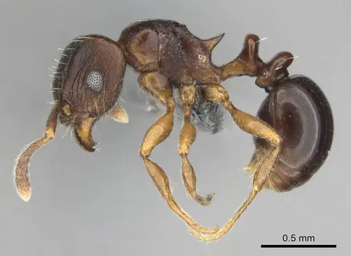 Tetramorium humbloti - CASENT0250260