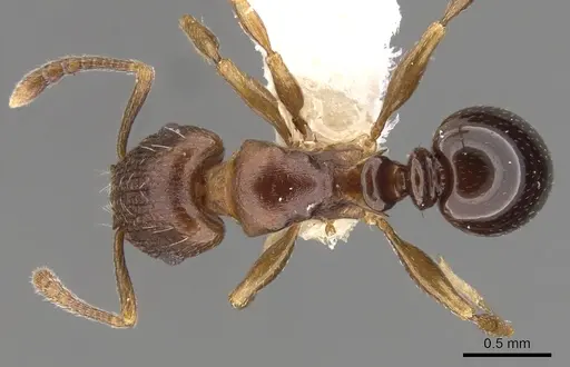 Tetramorium humbloti - CASENT0900677