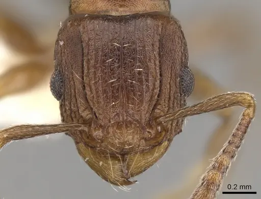 Tetramorium humbloti - CASENT0900677