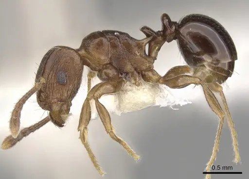 Tetramorium humbloti - CASENT0900677