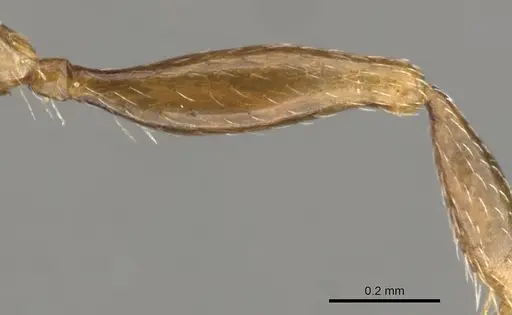 Tetramorium humbloti - CASENT0900677