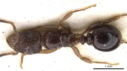 Tetramorium humbloti - CASENT0901157