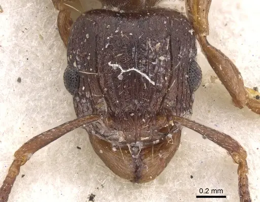 Tetramorium humbloti - CASENT0901157