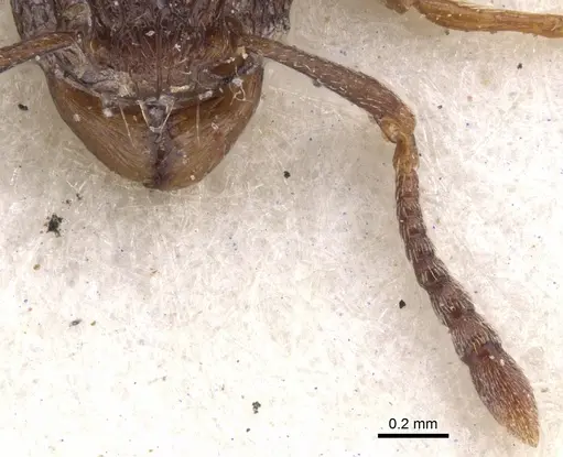 Tetramorium humbloti - CASENT0901157