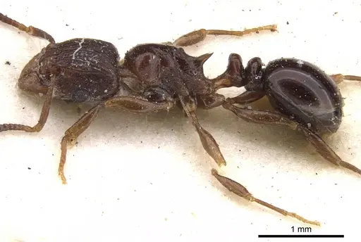 Tetramorium humbloti - CASENT0901157