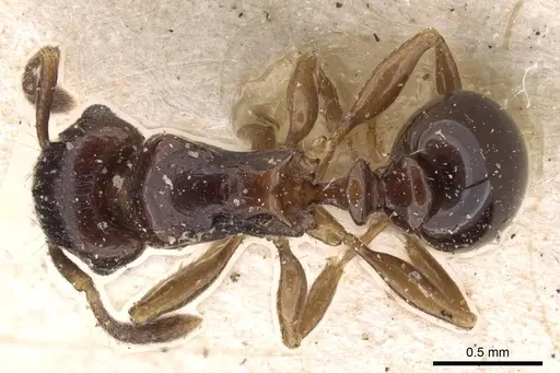 Tetramorium humbloti - CASENT0909182