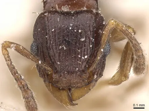 Tetramorium humbloti - CASENT0909182
