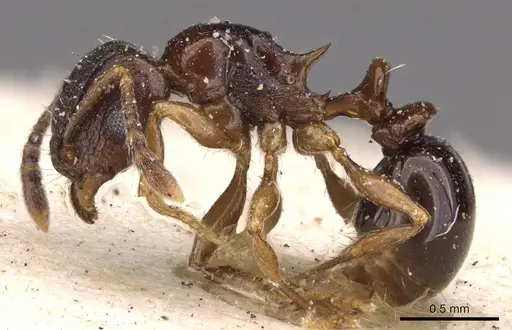 Tetramorium humbloti - CASENT0909182
