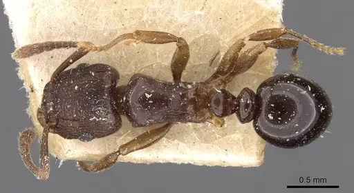 Tetramorium humbloti - CASENT0909183