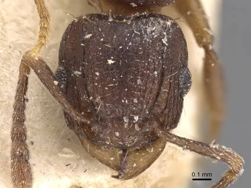 Tetramorium humbloti - CASENT0909183