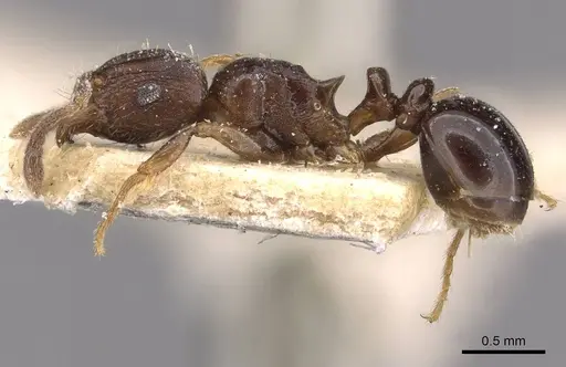 Tetramorium humbloti - CASENT0909183