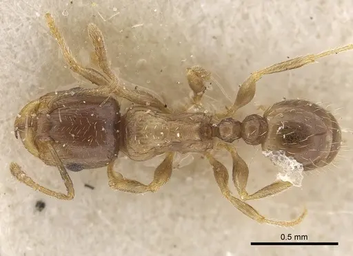 Tetramorium hungaricum - CASENT0919634