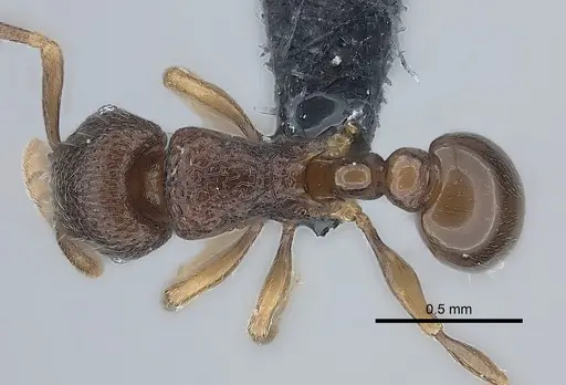 Tetramorium ibycterum specimen