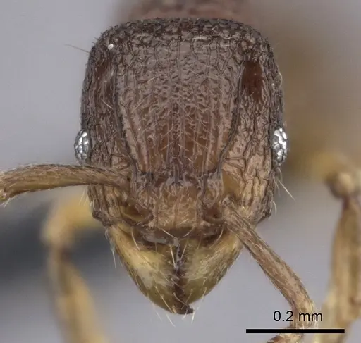 Tetramorium ibycterum specimen