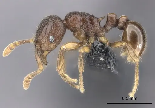 Tetramorium ibycterum specimen