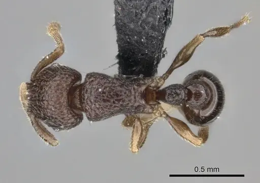 Tetramorium ibycterum - CASENT0056460