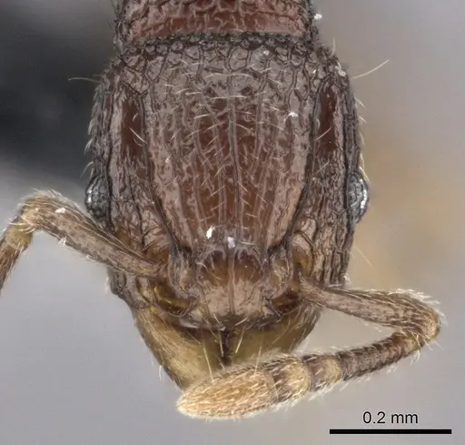 Tetramorium ibycterum - CASENT0056460