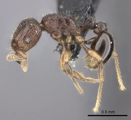 Tetramorium ibycterum - CASENT0056460