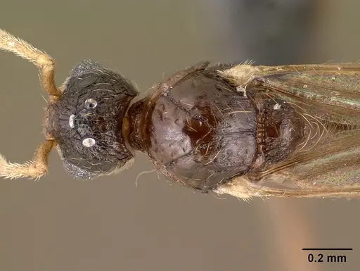 Tetramorium ibycterum - CASENT0138546