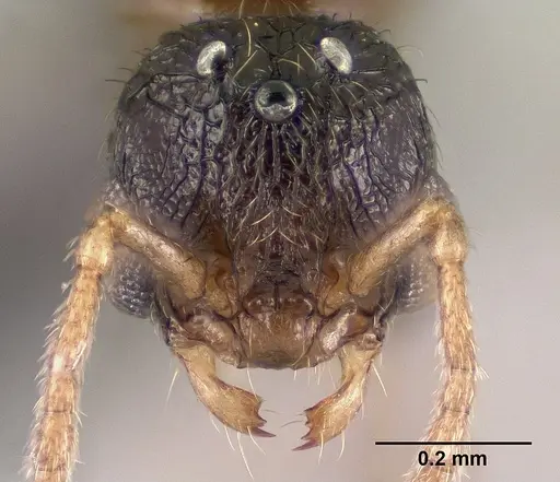 Tetramorium ibycterum - CASENT0138546