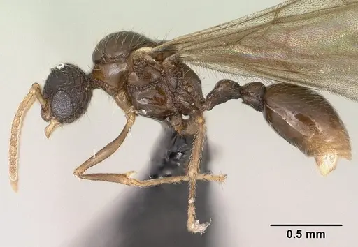 Tetramorium ibycterum - CASENT0138546