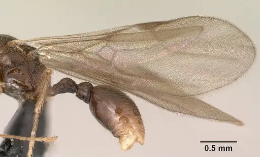 Tetramorium ibycterum - CASENT0138546