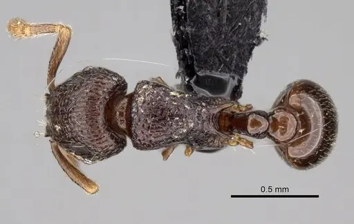 Tetramorium ibycterum - CASENT0163889