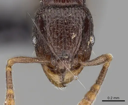 Tetramorium ibycterum - CASENT0163889