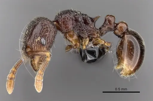 Tetramorium ibycterum - CASENT0163889