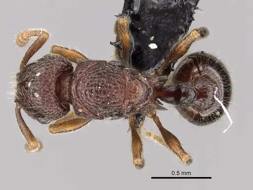Tetramorium ibycterum - CASENT0163920
