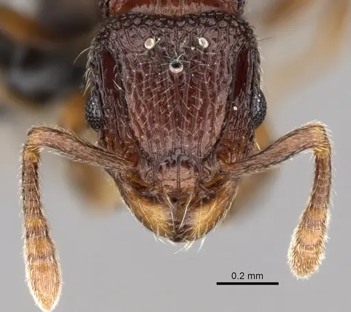 Tetramorium ibycterum - CASENT0163920