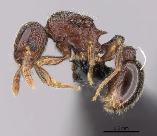 Tetramorium ibycterum - CASENT0163920