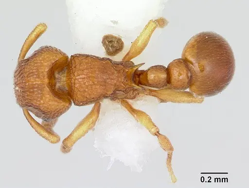 Tetramorium ibycterum - CASENT0172830