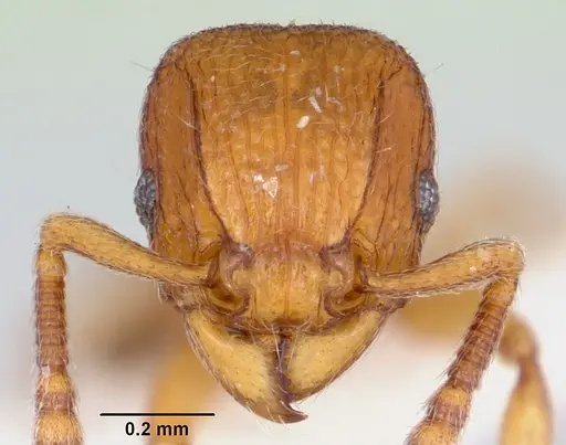 Tetramorium ibycterum - CASENT0172830