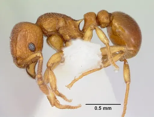 Tetramorium ibycterum - CASENT0172830