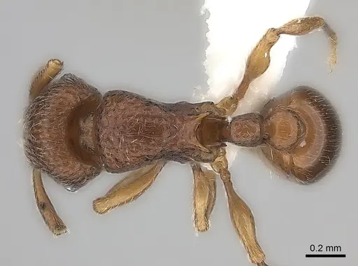 Tetramorium ibycterum - CASENT0218088