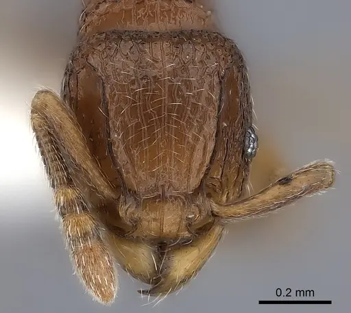 Tetramorium ibycterum - CASENT0218088