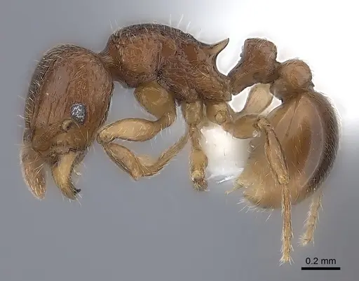 Tetramorium ibycterum - CASENT0218088