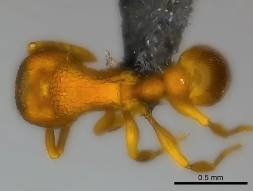 Tetramorium ibycterum - CASENT0465343