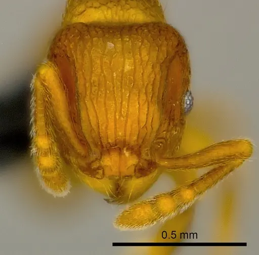 Tetramorium ibycterum - CASENT0465343