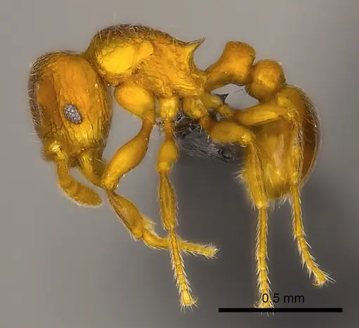 Tetramorium ibycterum - CASENT0465343